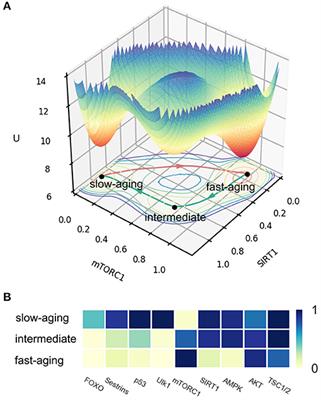 Corrigendum: Searching for the Mechanisms of Mammalian Cellular Aging Through Underlying Gene Regulatory Networks